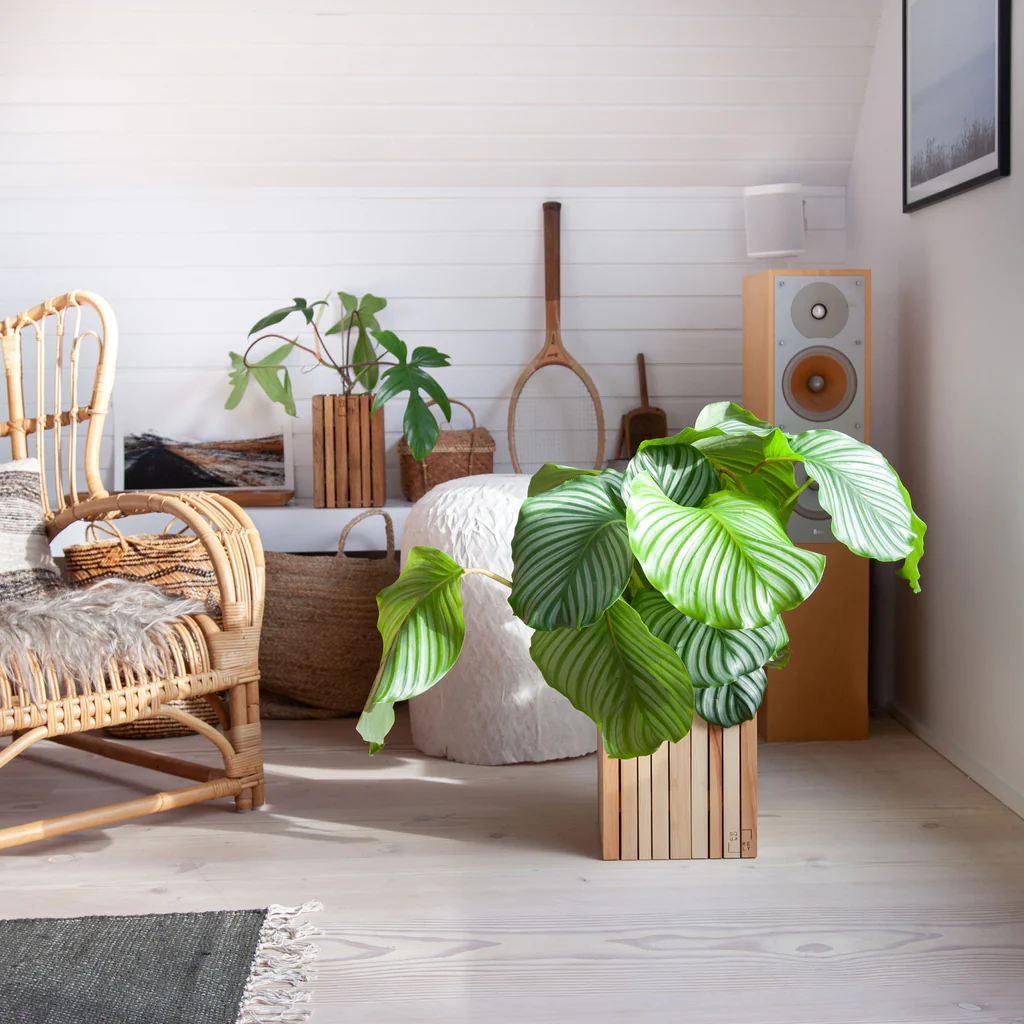 Japandi living room